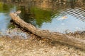 Lakeside log near river or pond fallen from a tree and used for animals to walk on and drink from the water Royalty Free Stock Photo