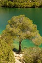 Lakeside Majesty: Towering Tree Amidst Verdant Greens