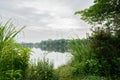 Lakeside plants in cloudy raining summer morning Royalty Free Stock Photo