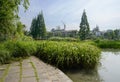 Lakeside reeds in countryside of sunny summer morning