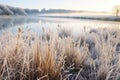 lakeside reeds covered in winter frost