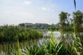 Lakeside reeds in sunny rural morning