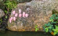 Lakeside rock with pink amphibian eggs Royalty Free Stock Photo