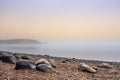 Lakeside shore and islands hidden behind thick fog Royalty Free Stock Photo