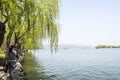 lakeside sidewalk and green willow