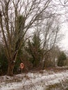 lakeside snow covered trees frozen lake scene winter december Royalty Free Stock Photo