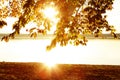 autumnal lake shore - golden scenery