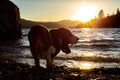 Lakeside sunset scene with basset hound, Whiskeytown recreation area