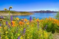 Lakeside Super Bloom in Southern California