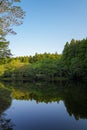 beautiful forest and lake Royalty Free Stock Photo