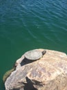 Lakeside Turtle Chillin in the Sun