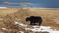 Lakeside view melting snow with yak in yunnan