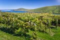 Lakeside Vineyard and Blue Sky Royalty Free Stock Photo