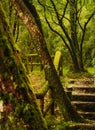 Lakeside Walking Trail in Japanese Mountain