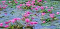 Lakeside Water Lily blooming Royalty Free Stock Photo