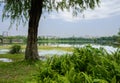 Lakeside willow and fern with city in background on sunny summer