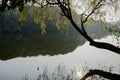 Lakeside willow in warm sunlight of winter afternoon