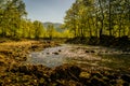 Lakeside Woodland