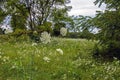 A field of Queen Anne`s Lace wildflowers