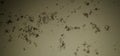 A lakhs of black Ant get together on wall Royalty Free Stock Photo