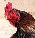 Lakka mianwali aseel Rooster Royalty Free Stock Photo