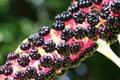 Lakonos or Phytolacca, pokeberry