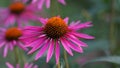 Lakota Coneflowers in Bloom