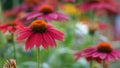 Lakota Coneflowers in Bloom