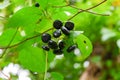 Lakum fruit (Cayratia trifolia) Royalty Free Stock Photo