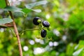 Lakum fruit (Cayratia trifolia) Royalty Free Stock Photo