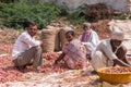 Closeup of Group of farm hands sort onions, Lakundi, Karnataka, India