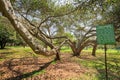 Lal Bagh Botanical Garden - Bangalore/Bengaluru