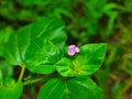 Lal Punarnava Satha Rati Satodi Erect Boerhavia Spiderling Spreading Hogweed Horse Purslane