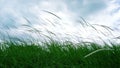 Lalang Field - Imperata Arundinacea