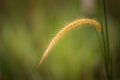 Lalang grass with bokeh background
