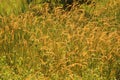 Lalang Grass (Imperata Cylindrical) Flower