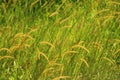 Lalang Grass (Imperata Cylindrical) Flower