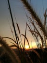 Lalang grass at sunset