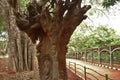 Lalbagh Botanical Gardens tree carvings, Bangalore