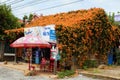 Exterior house with orange trumpet creeper cover from roof, flora wall