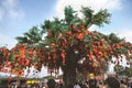 23 Jan 2023 the Lam Tsuen wishing trees, Tai Po, HK