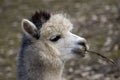 Lama alpaca.