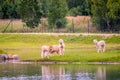 Lama animals near water walking