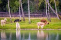 Lama animals near water walking