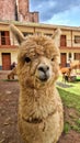 Lama alpaga alpaca peru