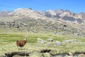 Lama in the Andes Royalty Free Stock Photo