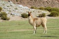 Lama in the Andes Royalty Free Stock Photo