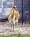 Lama animal alpaca ruminant Artiodactyla eyelash