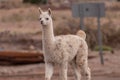 Lama animal desert Atacama Chile