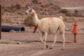 Lama animal desert Atacama Chile
